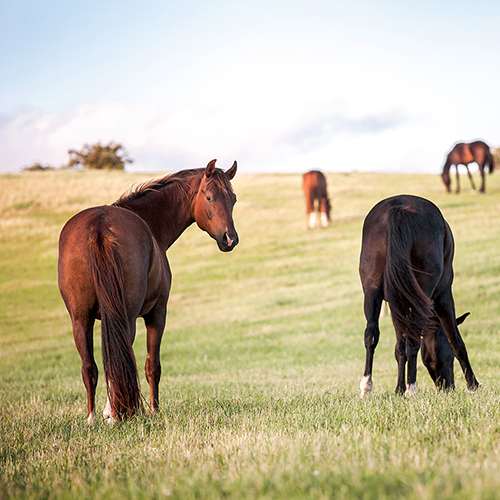 Samverkan för att utveckla rådgivning för hästföretagare